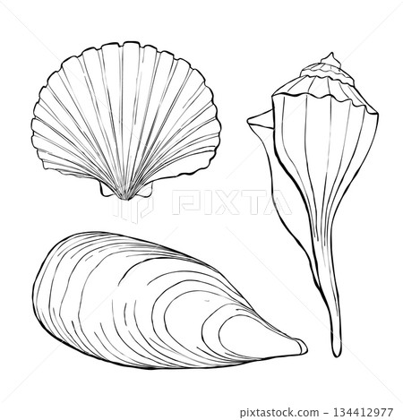 Seashell collection outline black and white scallop conch and mussel shells coastal marine set for beach decor packaging summer crafts and seaside branding Seashell collection outline black and white scallop conch and mussel shells coastal marine set for beach decor packaging summer crafts and seaside branding 134412977