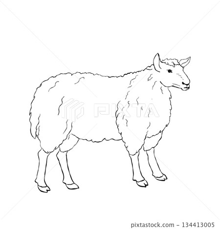 Standing sheep side view black and white outline drawing with thick wool coat isolated on white background for coloring book or educational material Standing sheep side view black and white outline drawing with thick wool coat isolated on white background for coloring book or educational material 134413005
