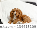Cute Brown and White Puppy Resting on Soft Blanket 134413109