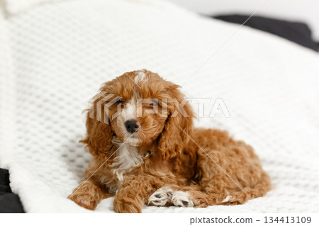 Cute Brown and White Puppy Resting on Soft Blanket Cute Brown and White Puppy Resting on Soft Blanket 134413109