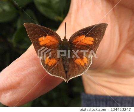 A "Uraginshijimi" butterfly resting on a finger: Front 134413247