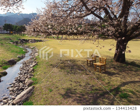 安曇野千尋公園的托特昌廣場櫻花盛開。 安曇野千尋公園的托特昌廣場櫻花盛開。 134413428