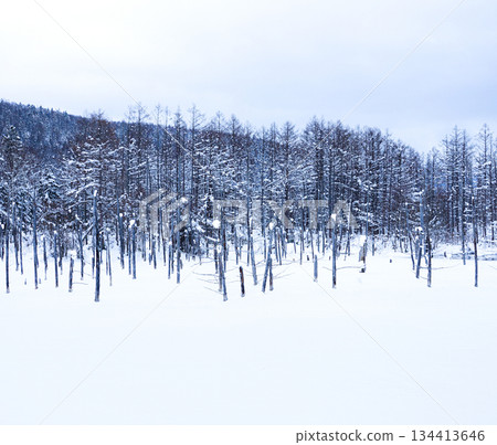 北海道美瑛市藍池的雪景 北海道美瑛市藍池的雪景 134413646