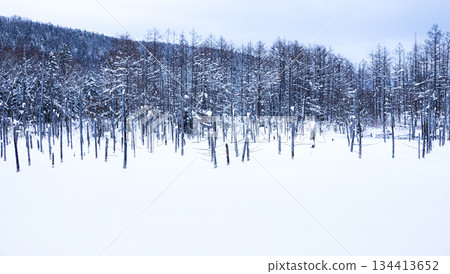 北海道美瑛市藍池的雪景 北海道美瑛市藍池的雪景 134413652