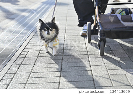 A walk in the city: Chihuahua (Saitama New Urban Center, Saitama Prefecture) A walk in the city: Chihuahua (Saitama New Urban Center, Saitama Prefecture) 134413669