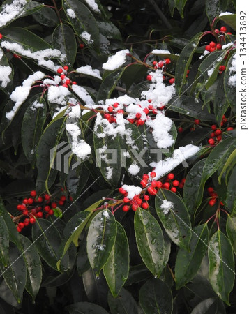 七星樹果實上的雪 134413892