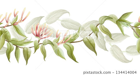 Watercolor honeysuckle vine branch seamless border isolated on white. Pastel green, beige and pink spring climbing flowers with liana plant for summer blooming floral designs and fragrant goods Watercolor honeysuckle vine branch seamless border isolated on white. Pastel green, beige and pink spring climbing flowers with liana plant for summer blooming floral designs and fragrant goods 134414004