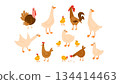 Set of cute domesticated farm birds in different poses isolated on white. Hens, chicks, rooster, geese, ducks, ducklings, turkey. Suitable for kids content, farm themes, and animal projects 134414463