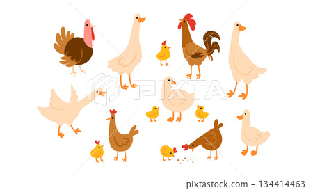 Set of cute domesticated farm birds in different poses isolated on white. Hens, chicks, rooster, geese, ducks, ducklings, turkey. Suitable for kids content, farm themes, and animal projects Set of cute domesticated farm birds in different poses isolated on white. Hens, chicks, rooster, geese, ducks, ducklings, turkey. Suitable for kids content, farm themes, and animal projects 134414463