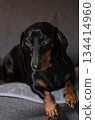 Dachshund portrait, beautiful black dachshund 134414960