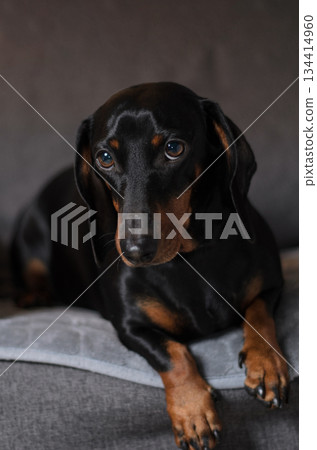 Dachshund portrait, beautiful black dachshund 134414960