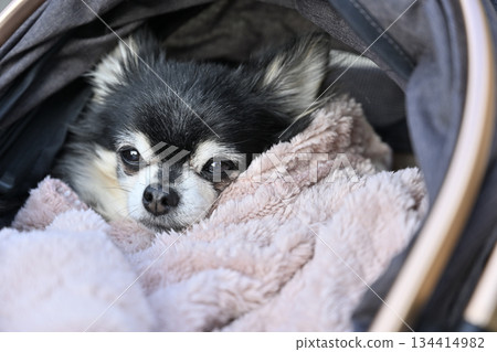 Cute Chihuahua wrapped in a blanket Cute Chihuahua wrapped in a blanket 134414982