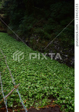 Clumps of wasabi Clumps of wasabi 134415153