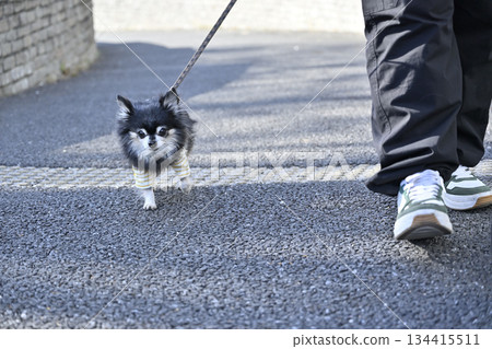Chihuahua walking with owner Chihuahua walking with owner 134415511