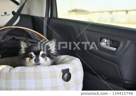 Secure the cot (basket) of the pet cart with a seat belt to use as a driving bed. Driving with my beloved dog, Chihuahua. Secure the cot (basket) of the pet cart with a seat belt to use as a driving bed. Driving with my beloved dog, Chihuahua. 134415749