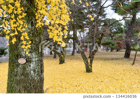 Nijo Castle in late autumn: Ginkgo trees near Nishibashi Bridge, Nakagyo Ward, Kyoto City 134416036