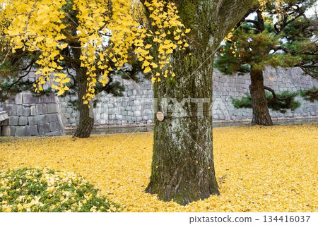 深秋的二條城：京都市中京區西橋附近的銀杏樹 134416037