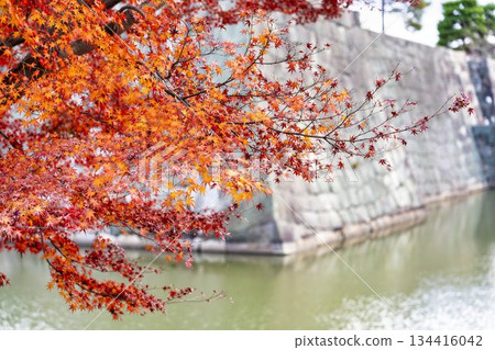 京都府京都市中京區二條城庭園的深秋景色 134416042