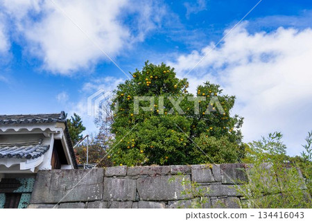 深秋的二條城：北中切門與橘子，京都市中京區 134416043