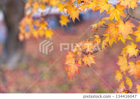 京都府京都市中京區二條城庭園的深秋景色 134416047