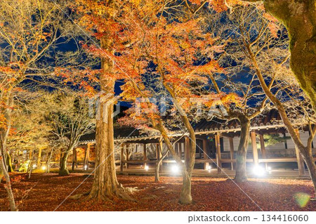 秋末時分的東福寺，燈光璀璨的通天橋，京都府京都市 134416060