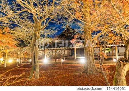Tofukuji Temple in late autumn, illuminated Tsutenkyo Bridge, Kyoto City, Kyoto Prefecture 134416061