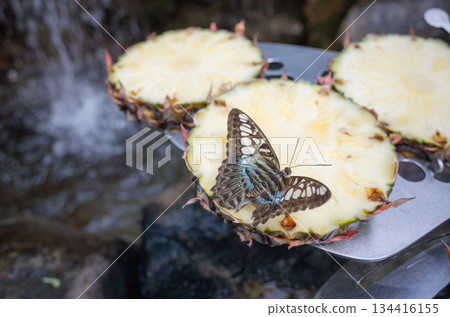 [Singapore] A butterfly rests on a slice of pineapple at the butterfly garden at Singapore Changi International Airport 134416155