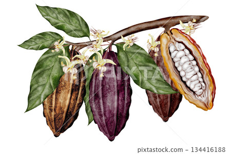Cocoa beans on a branch with leaves and flowers. Botanical clip art. Perfect for decorating chocolate, cocoa products, and cosmetics. Cocoa beans on a branch with leaves and flowers. Botanical clip art. Perfect for decorating chocolate, cocoa products, and cosmetics. 134416188