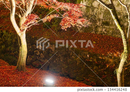 Late autumn at Tofukuji Temple, illuminated garden, Kyoto City, Kyoto Prefecture 134416248