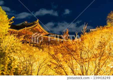 Tofukuji Temple in late autumn, illuminated Tsutenkyo Bridge, Kyoto City, Kyoto Prefecture 134416249
