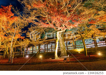 秋末時分的東福寺，燈光璀璨的通天橋，京都府京都市 134416253