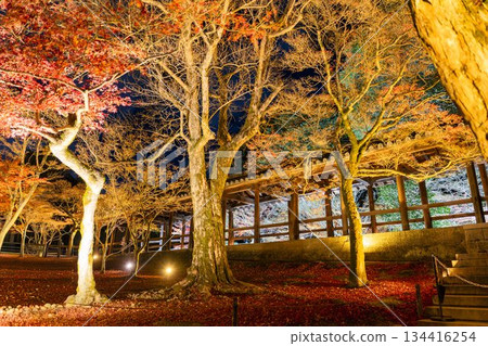 秋末時分的東福寺，燈光璀璨的通天橋，京都府京都市 134416254