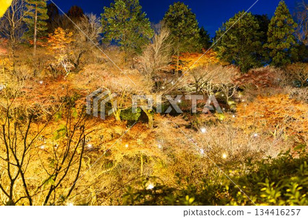 京都府京都市東福寺深秋時節，燈光璀璨的庭園。 134416257