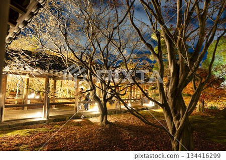 Tofukuji Temple in late autumn, illuminated Tsutenkyo Bridge, Kyoto City, Kyoto Prefecture Tofukuji Temple in late autumn, illuminated Tsutenkyo Bridge, Kyoto City, Kyoto Prefecture 134416299
