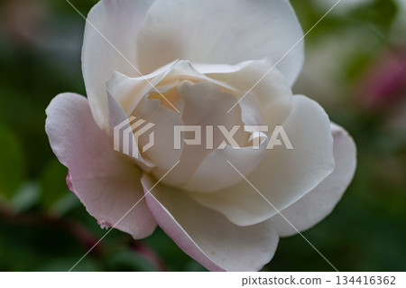 White Rose White Rose 134416362