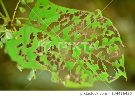 Delicious leaves Delicious leaves 134416420