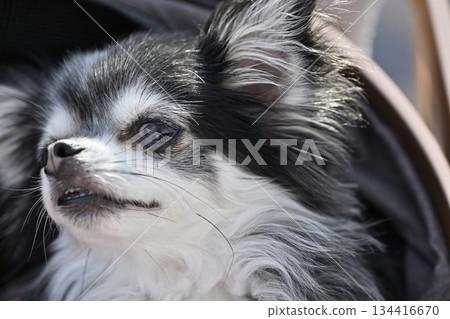 Close-up of a cute chihuahua's face Close-up of a cute chihuahua's face 134416670