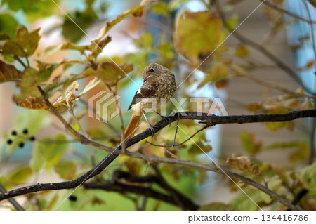 Birds of Olkhon Island.In the foreground is a small, grey bird sitting on a branch with autumn leaves. Birds of Olkhon Island.In the foreground is a small, grey bird sitting on a branch with autumn leaves. 134416786