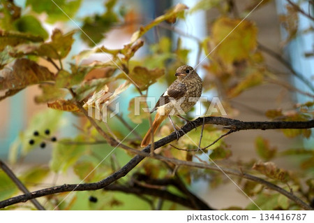 In the foreground is a small, grey bird sitting on a branch with autumn leaves.Birds of Olkhon Island. In the foreground is a small, grey bird sitting on a branch with autumn leaves.Birds of Olkhon Island. 134416787