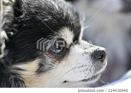 Close-up of an elderly dog's face: Chihuahua 134416948