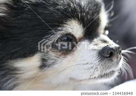 Close-up of an elderly dog's face: Chihuahua 134416949