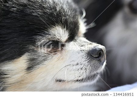 Close-up of an elderly dog's face: Chihuahua 134416951