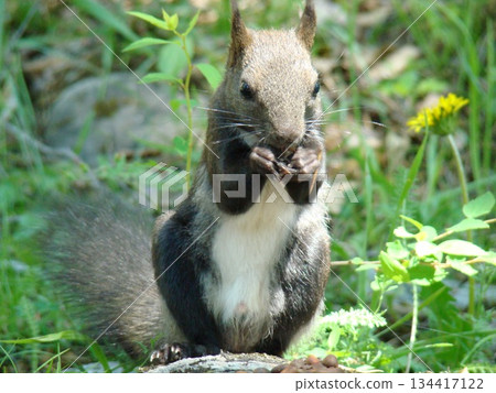 Animals of Olkhon Island. Animals of Olkhon Island. 134417122