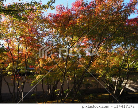 Autumn leaves at Hodo-ji Temple in Sakai City 134417172