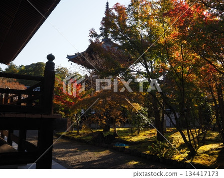 堺市寶道寺的秋葉 134417173