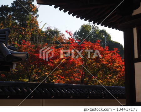 堺市寶道寺的秋葉 堺市寶道寺的秋葉 134417175