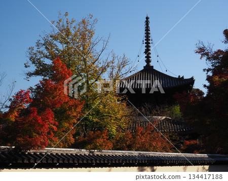 Autumn leaves at Hodo-ji Temple in Sakai City 134417188