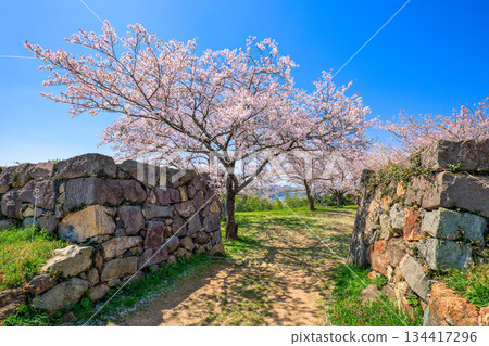 <Tottori Prefecture> Yonago Castle in spring: Stone walls near the Kanbuki-gomon Gate, April 134417296
