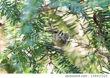 Aikita Daki 134417314