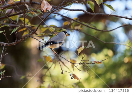 A bulbul eating fruit A bulbul eating fruit 134417316
